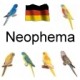 Neophema Germany 1